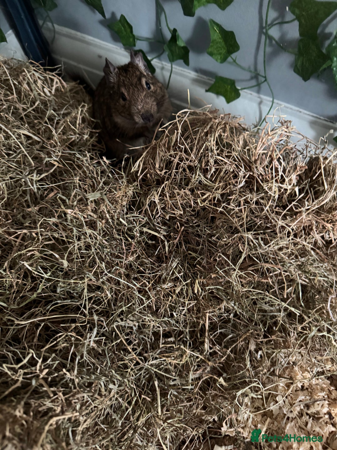 Degus rodents for sale: 2 Degus brothers for sale age 1.5 years - Image 7