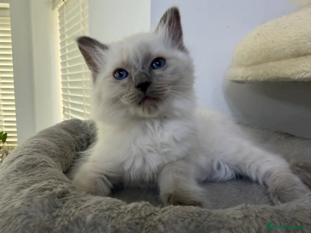 Ragdoll cats for sale: Adorable and friendly Ragdoll Kittens - Advert 14