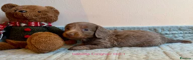 Miniature Dachshund 5