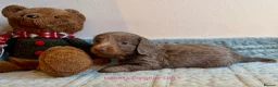 Miniature Dachshund dogs for sale: Four Beautiful Miniature Dachshund Puppies - Advert 8