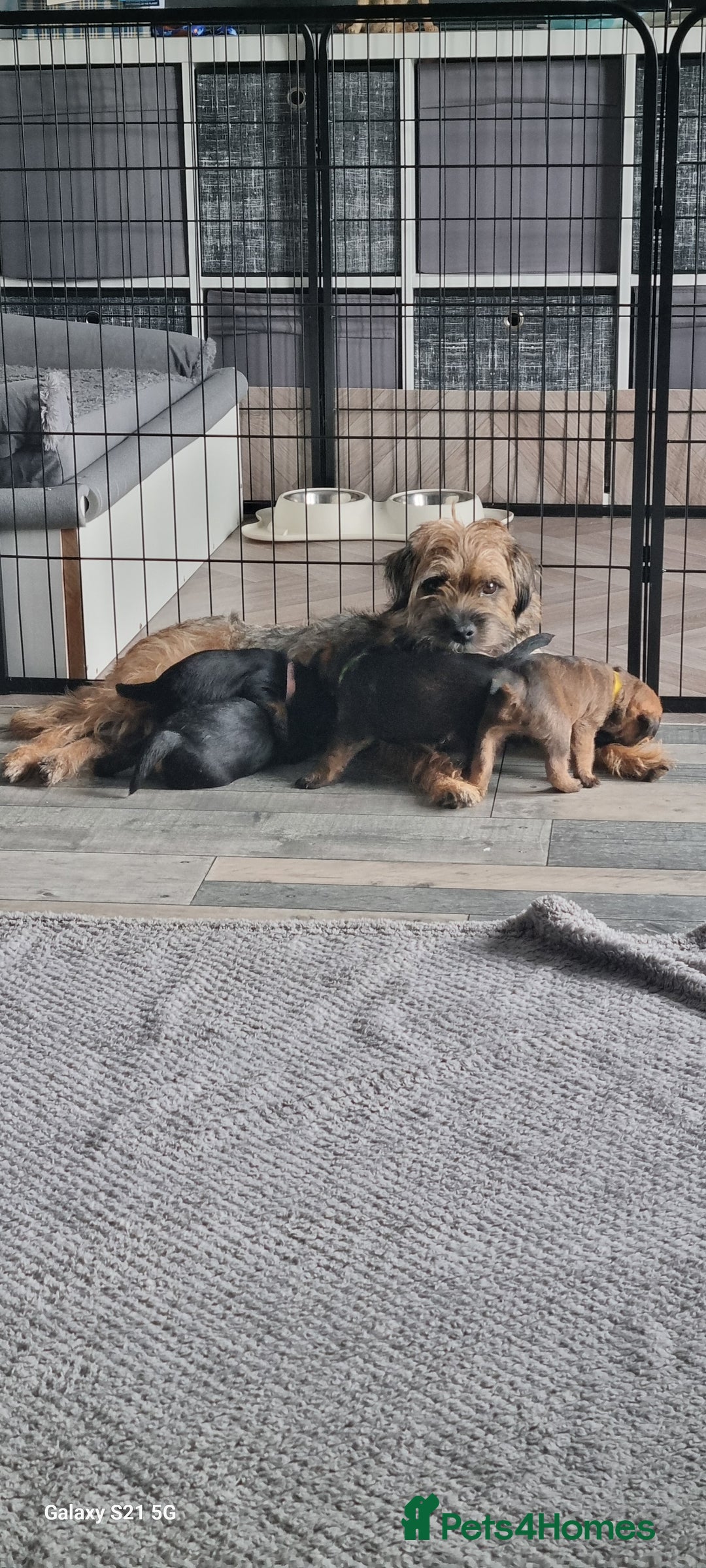 Border Terrier dogs for sale: Border Terrier Pups - Image 27