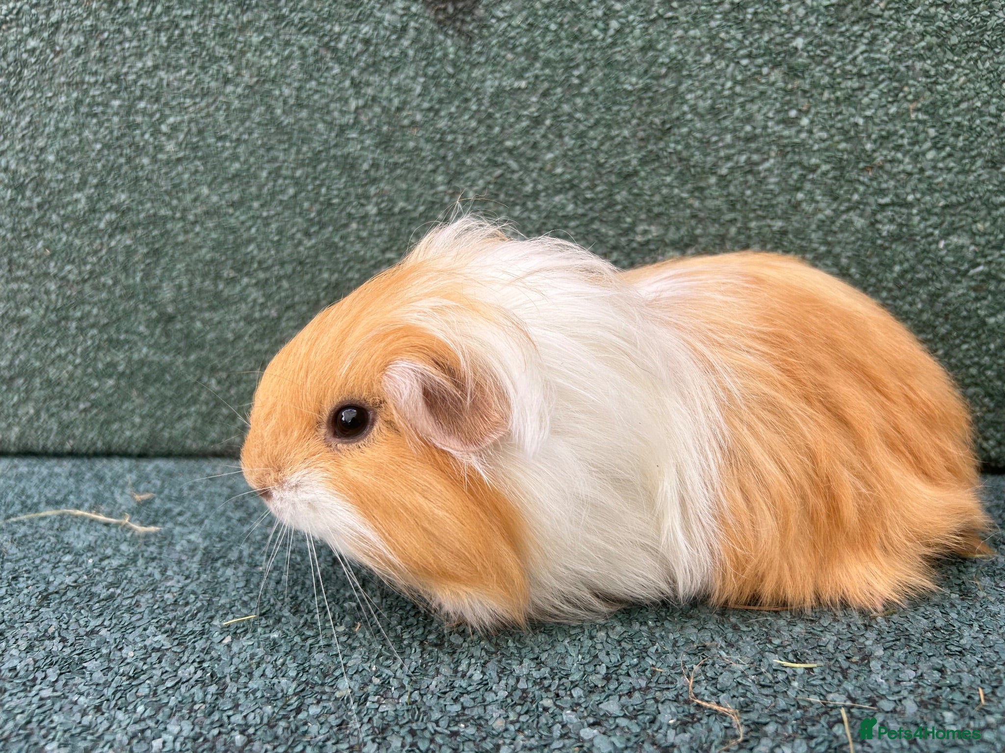 Guinea Pig rodents Baby Guinea pigs  - Advert 1