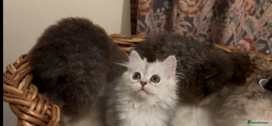 Persian cats for sale: Beautiful Fur Babies  - Image 4