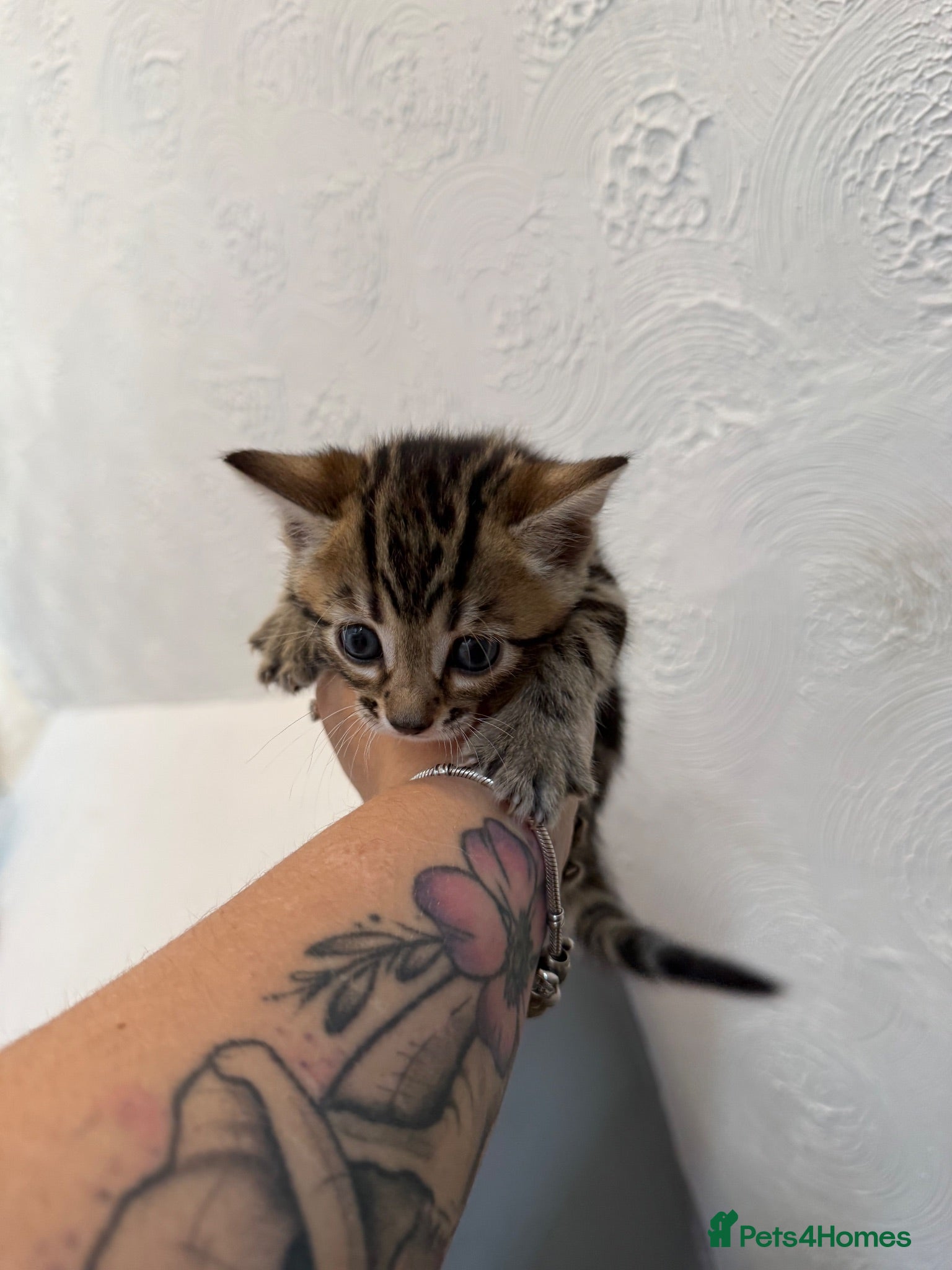 Bengal cats Bengal cross kittens - Advert 2