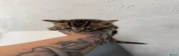 Bengal cats for sale: Bengal cross kittens - Advert 2
