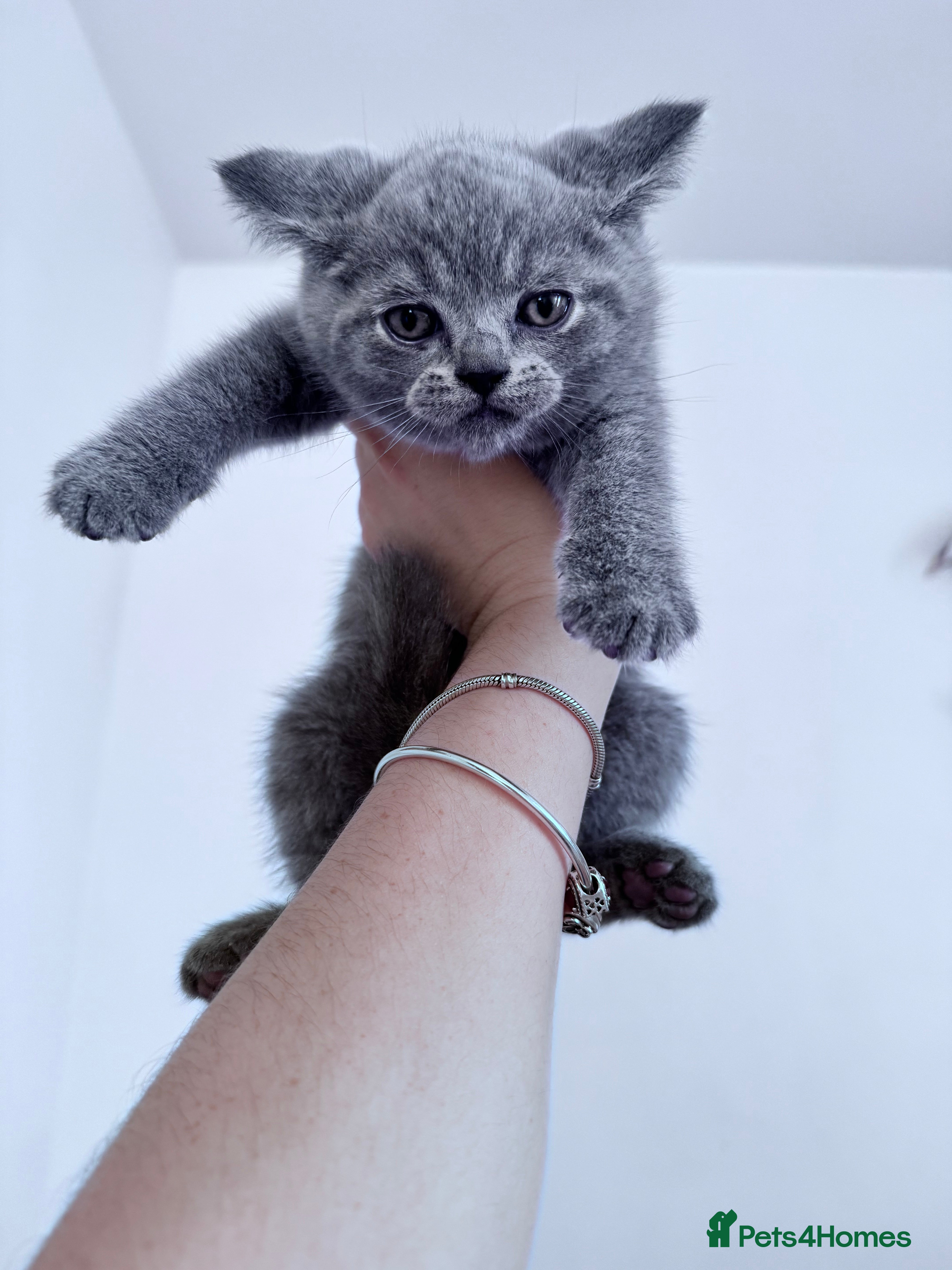 British Shorthair cats 🐾 Exceptional Blue British Shorthair Kittens 🐾 in London - Advert 3