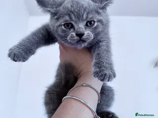British Shorthair cats 🐾 Exceptional Blue British Shorthair Kittens 🐾 in London - Advert 3
