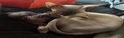 Sphynx cats for sale: 2 Sphynx kittens looking for forever homes  - Advert 1