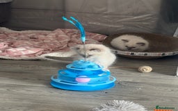Ragdoll cats for sale: Blue Point kitten Ragdoll - Image 11