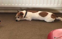 Mixed Breed dogs for sale: Free  - Advert 10