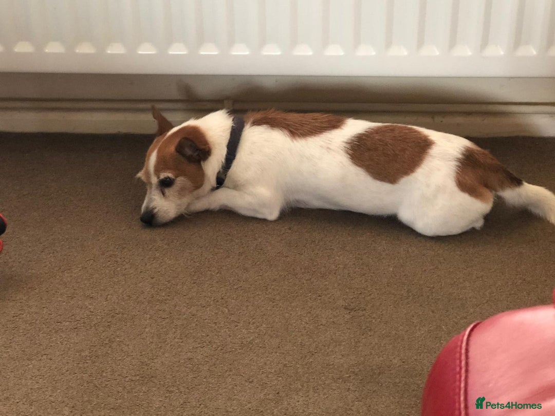 Mixed Breed dogs for sale: Free  - Advert 10