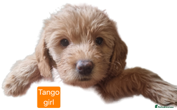 Labradoodle dogs for sale: Outstanding beautiful labradoodles F3b puppies - Image 4