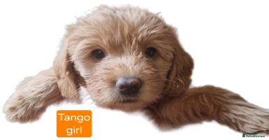 Labradoodle dogs - Advert 4
