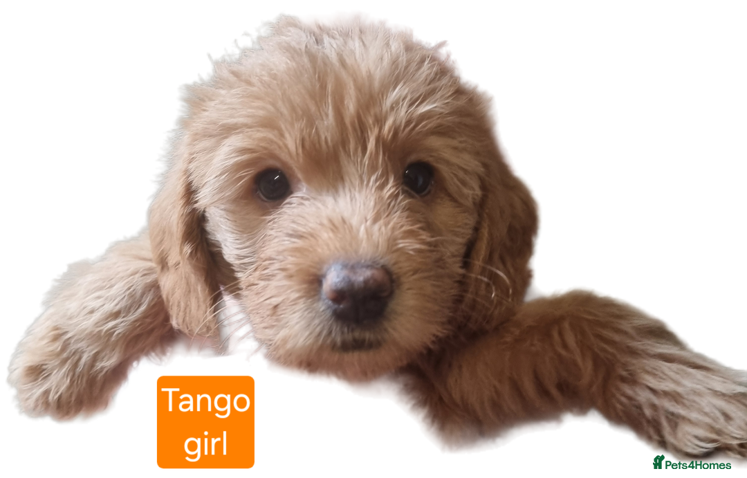 Labradoodle dogs for sale: Outstanding beautiful labradoodles F3b puppies - Image 4