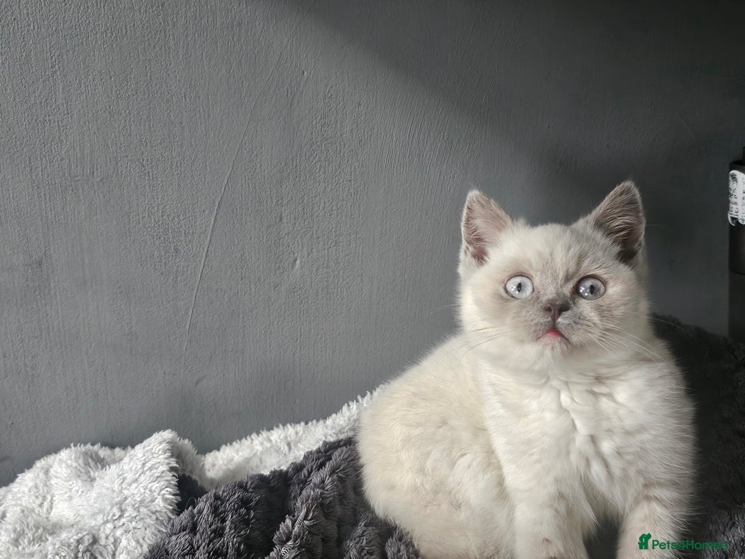 British Shorthair cats for sale: British Shorthair Kittens in Bradford - Image 24