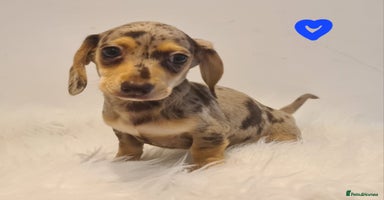 Miniature Dachshund dogs - Advert 4
