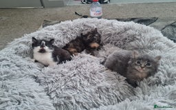 Mixed Breed cats for sale: 🐾 3 Adorable Kittens 2 female 1 male - Image 1