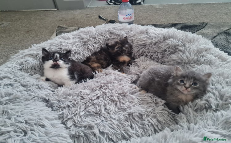 Mixed Breed cats - Advert 3