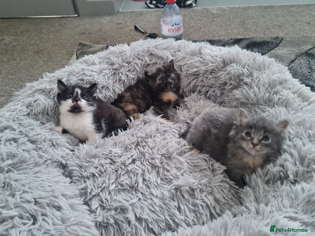 Mixed Breed cats for sale: 🐾 3 Adorable Kittens 2 female 1 male - Image 1