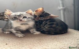 Bengal cats for sale: Full bengal kittens - Image 10