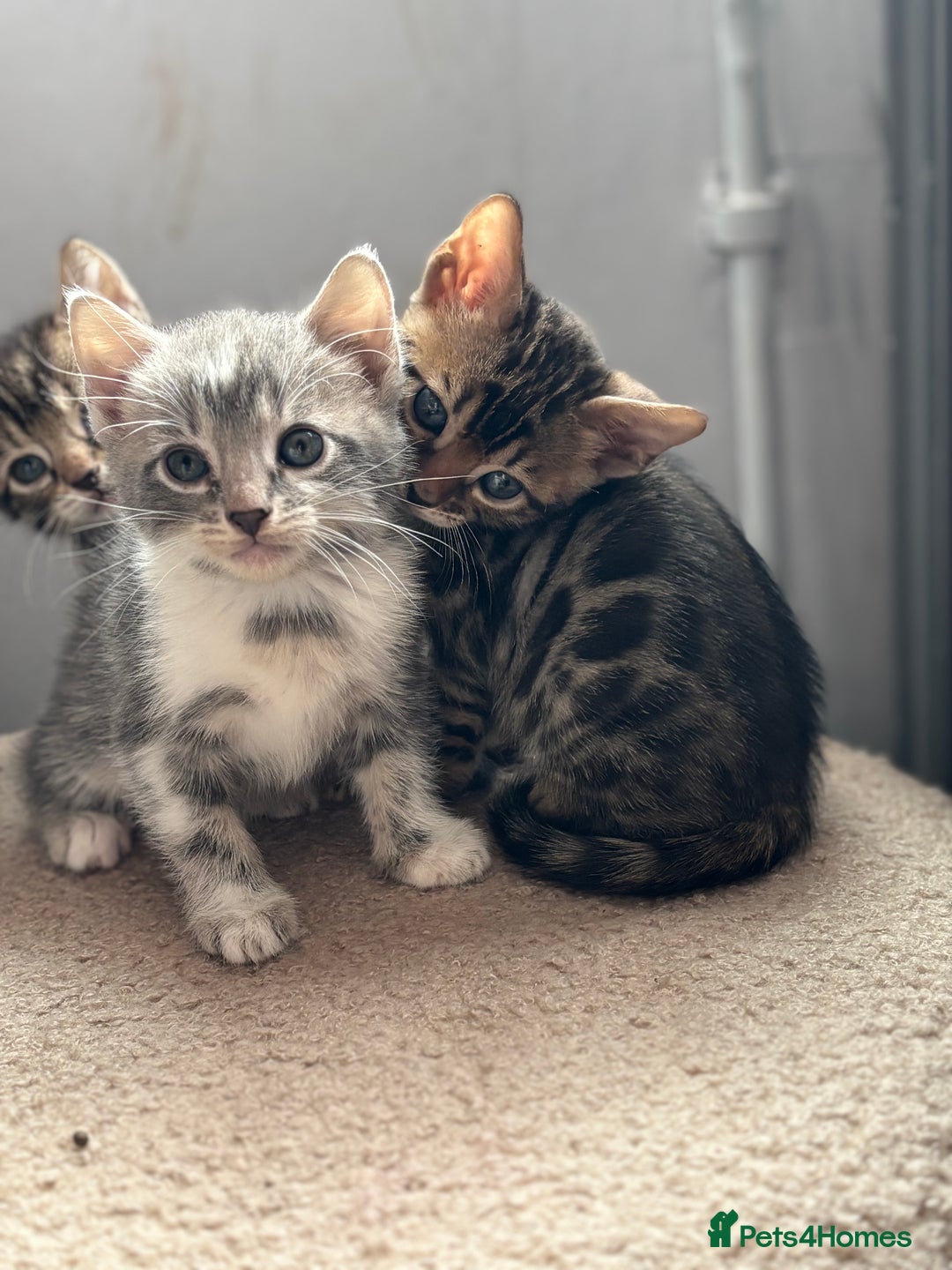 Bengal cats for sale: Full bengal kittens - Image 10