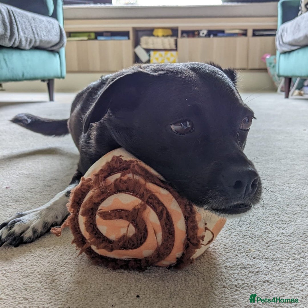 Mixed Breed dogs for adoption: Winston (Tripaw Terrier mix) - Image 13
