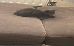 British Shorthair cats for sale: Kittens ready to go  - Image 6