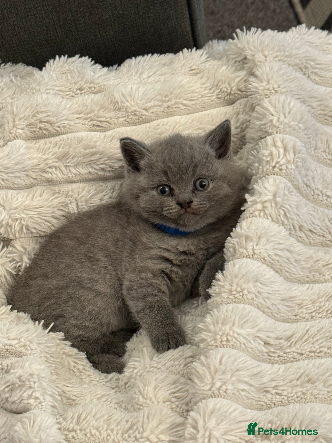British Shorthair cats for sale: Gorgeous British Shorthair Blue Kittens - Advert 10