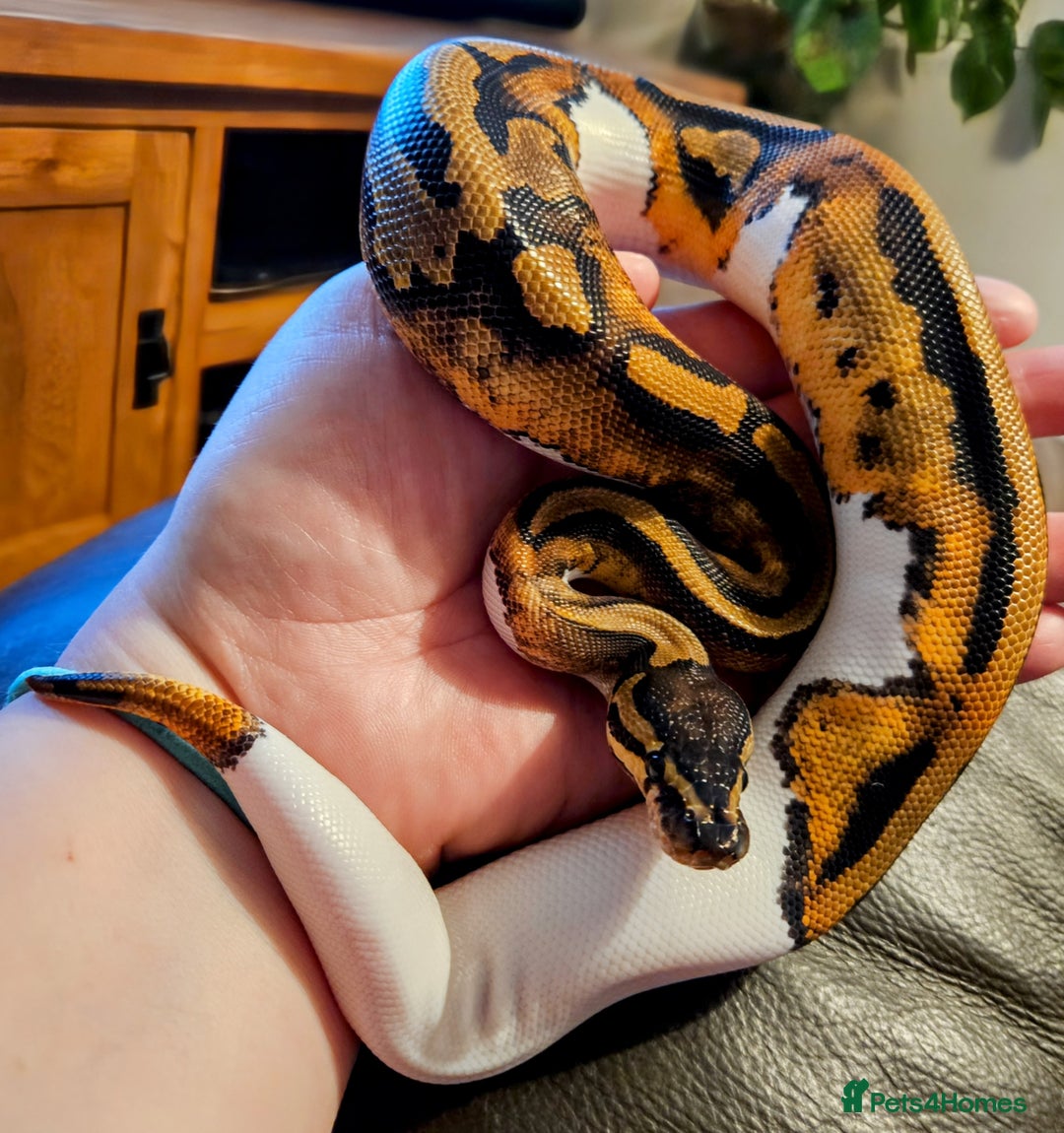 Python Snake reptiles for sale: 2 x ROYAL PYTHONS COMPLETE SET UP  - Image 10