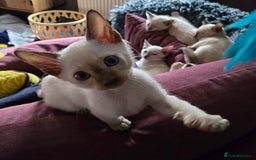 Siamese cats for sale: Tica Registered, boost EU & World champion lineage - Image 9