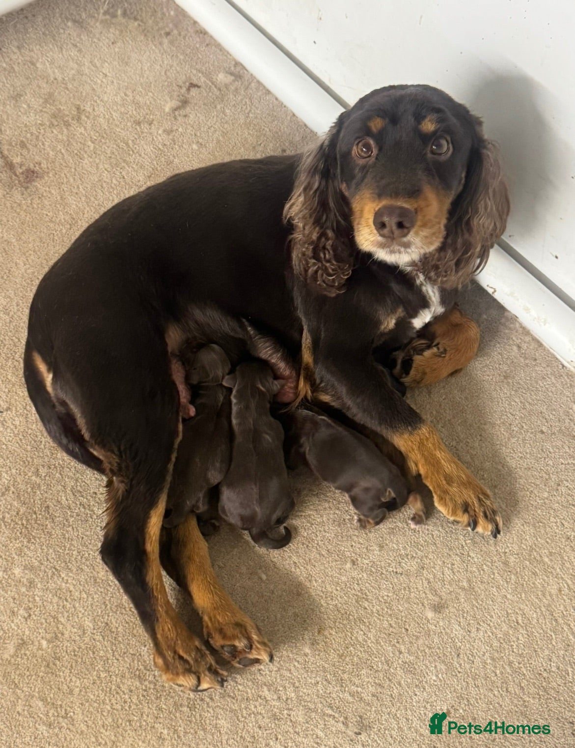 Cocker Spaniel dogs Stunning KC registered Working Cocker Spanial pups - Advert 1