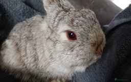 Netherland Dwarf rabbits for sale: Netherland dwarf doe black self and buck choc chin - Image 2