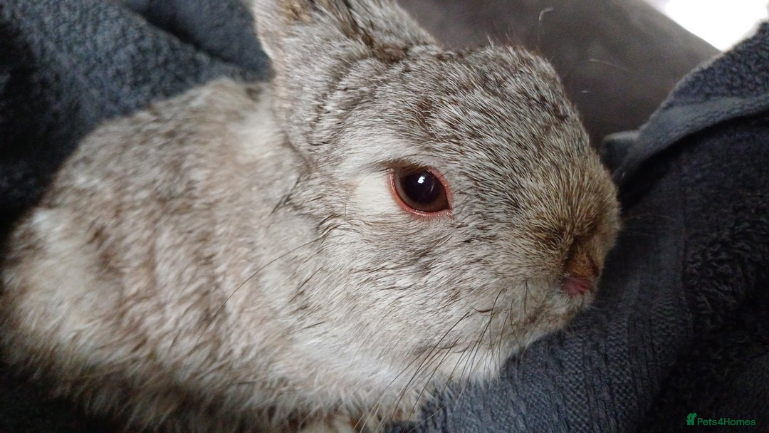 Netherland Dwarf rabbits for sale: Netherland dwarf doe black self and buck choc chin - Image 2