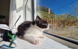Domestic Shorthair cats for sale: Domestic shorthair kittens  - Image 8