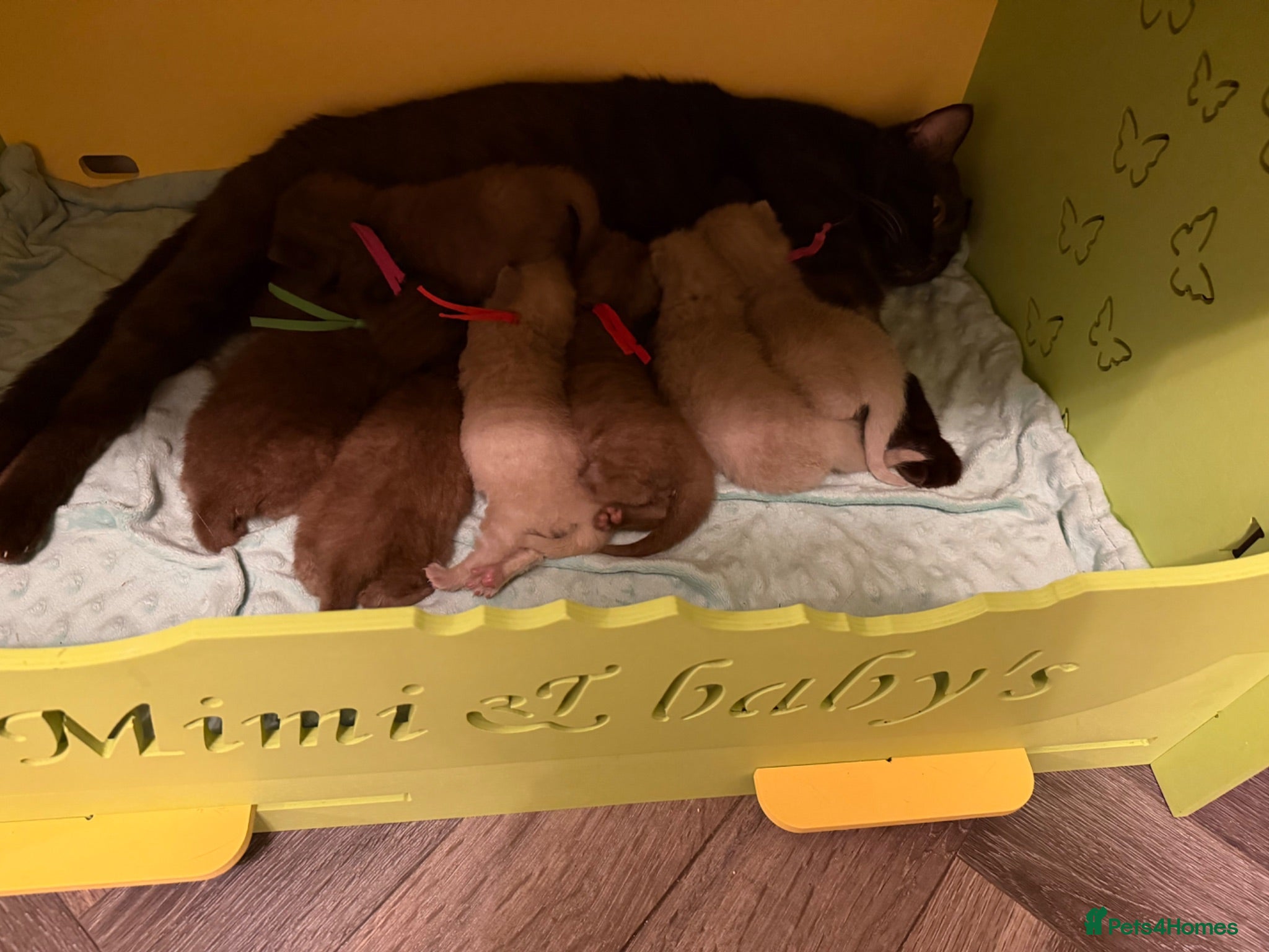 British Shorthair cats Tica registered BSH kittens - Advert 1
