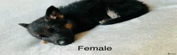 German Shepherd dogs for sale: Gorgeous German shepherd pups for sale  in Durham - Advert 5