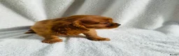 Cavalier King Charles Spaniel dogs for sale: Cavalier King Charles  - Advert 5