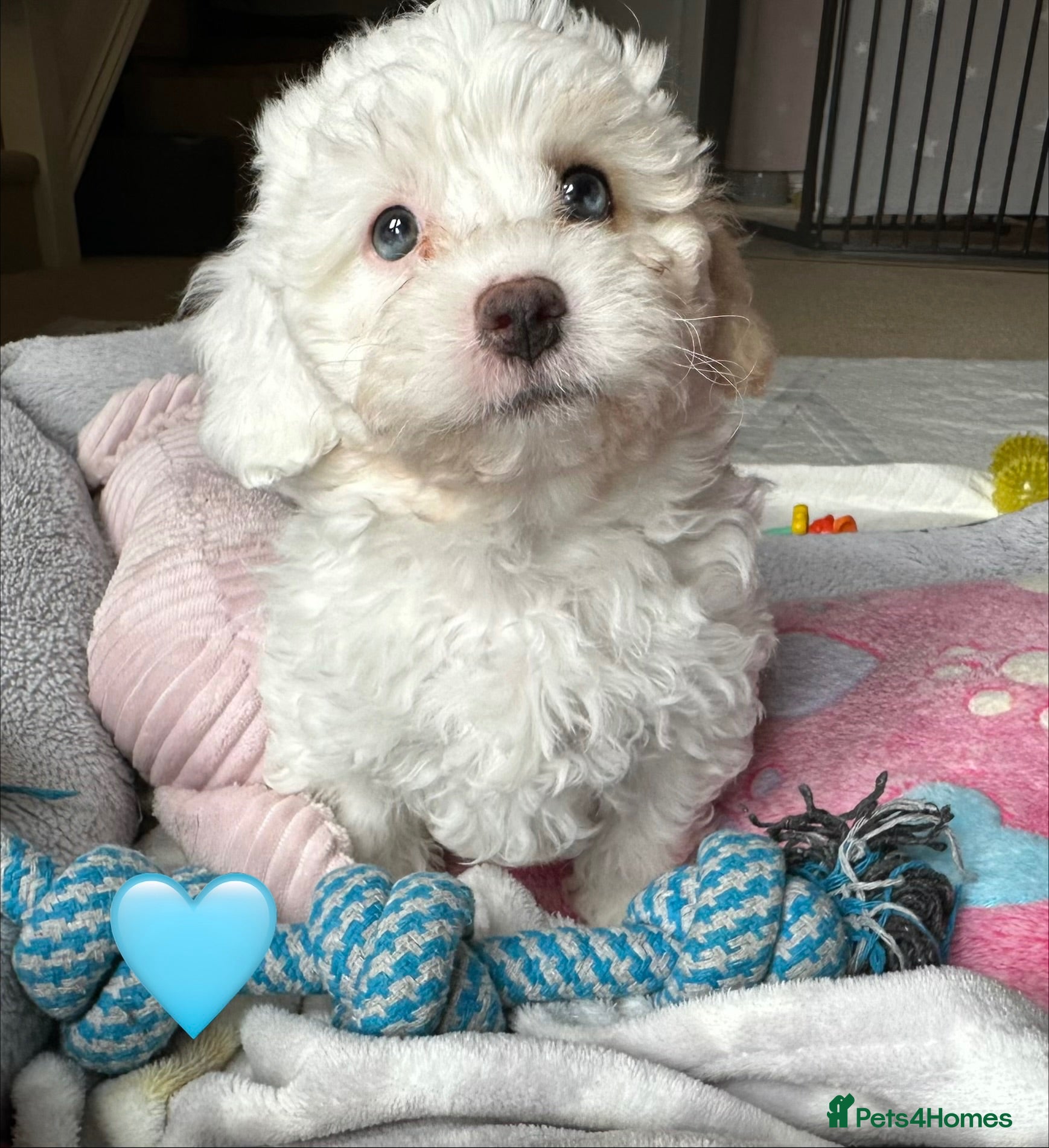 Mixed Breed dogs Last Girl Remaining - Beautiful Shihpoochon Puppy - Advert 2