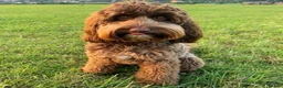 Australian Labradoodle dogs for sale:     🐾 Adorable Australian Labradoodle Puppies  - Advert 4