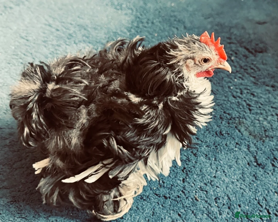 Chickens poultry for sale: Frizzle bantam cockerel  in Banbury - Advert 2