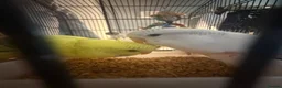 Budgerigars birds for sale: Two beautiful male and female bonded budgies in Barnsley - Advert 2