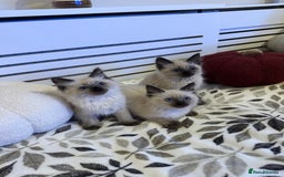 Ragdoll cats for sale: 3 brothers ready for forever homes pure Ragdoll - Image 3