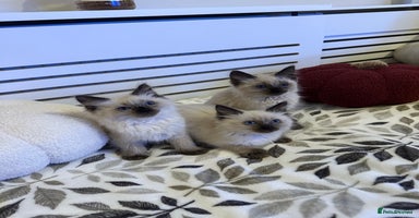 Ragdoll cats - Advert 13