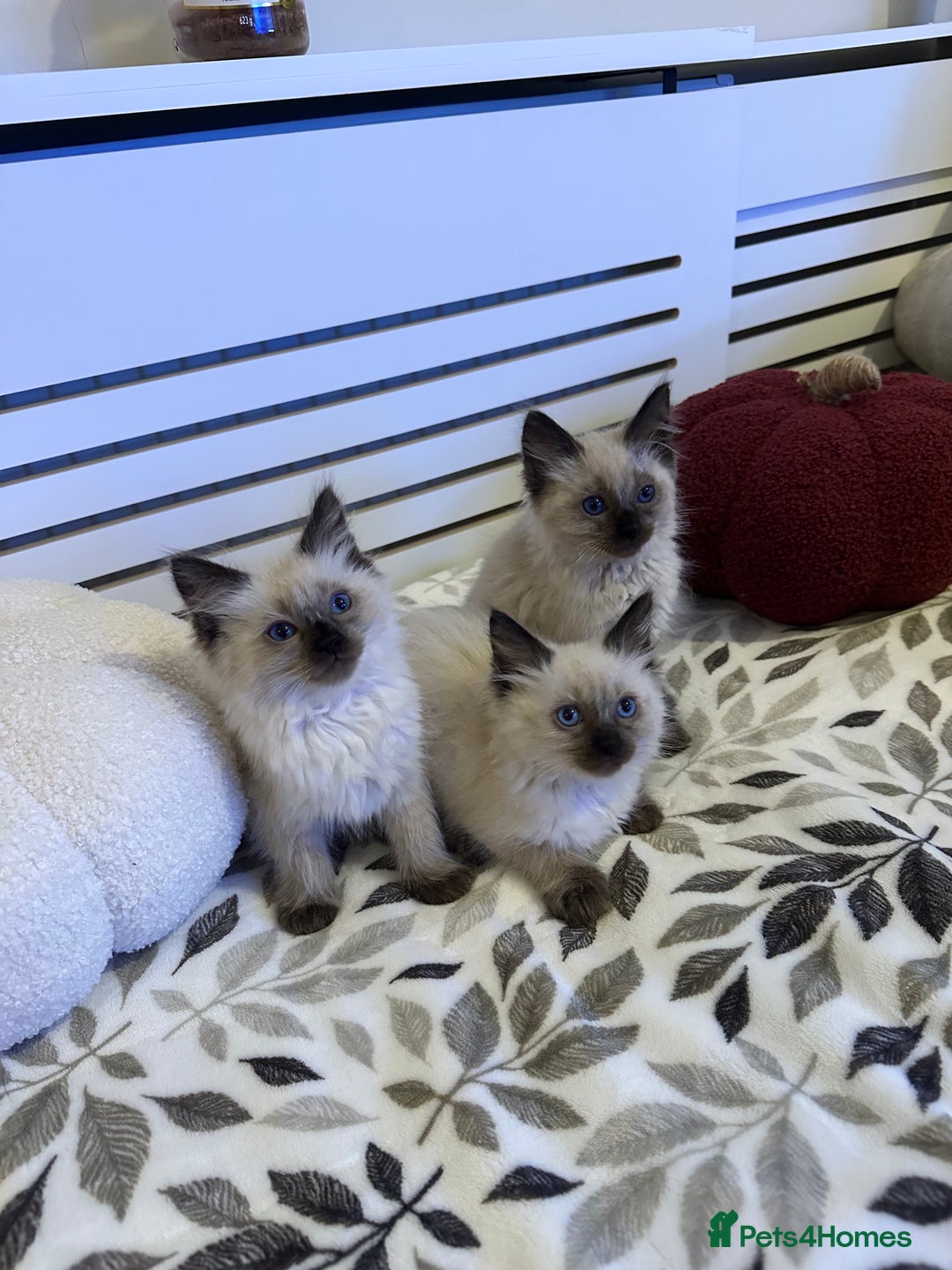 Ragdoll cats for sale: 3 brothers ready for forever homes pure Ragdoll - Image 3