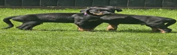 Dobermann dogs for sale: ☆☆Ready to leave Today  Black Doberman Puppies☆☆ - Advert 14