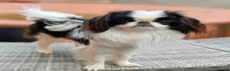 Japanese Chin dogs for sale: Stunning RKC reg Japanese chin puppy  - Advert 5