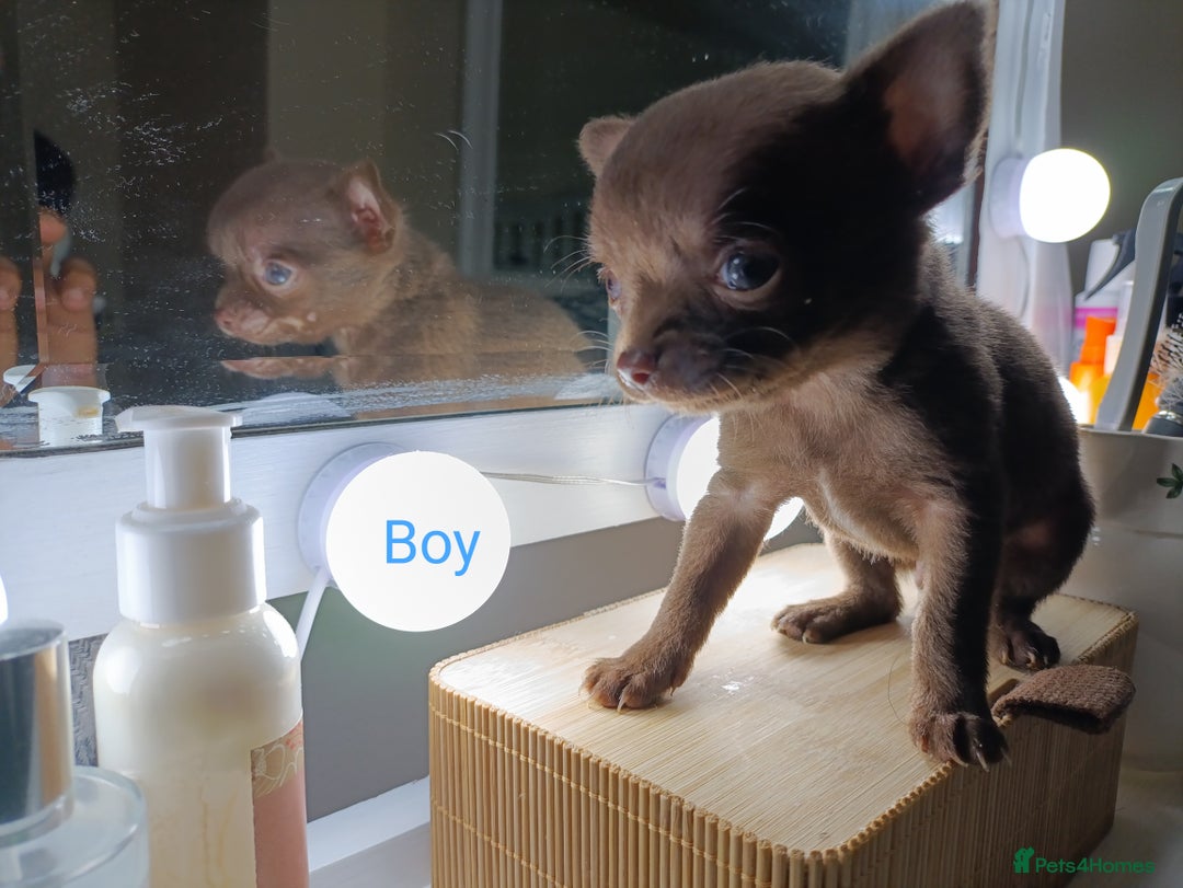 Chihuahua dogs for sale: 1 boys 3 girl pedigree chihuahua - Advert 3