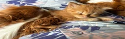 Mixed Breed cats for sale: Beautiful baby ginger kittens  in Yelverton - Advert 7