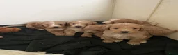Cockapoo dogs for sale: F1 Cockerpoos  in Telford - Advert 17