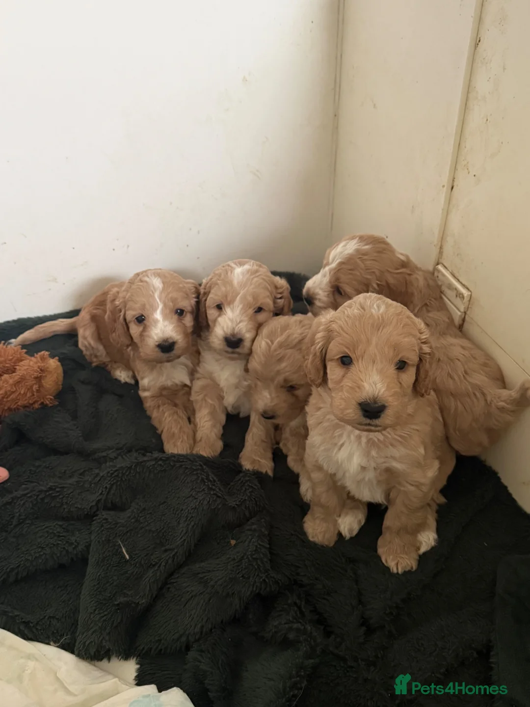 Cockapoo dogs for sale: F1 Cockerpoos  in Telford - Advert 17